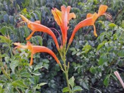 Tecomaria capensis slender orange corollas
